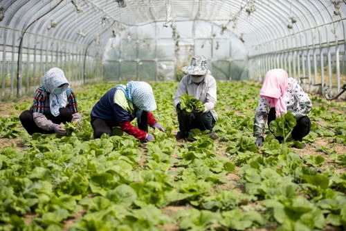 五大兜底收入與農(nóng)業(yè)技術研究 鄉(xiāng)村振興戰(zhàn)略下的農(nóng)民增收路徑