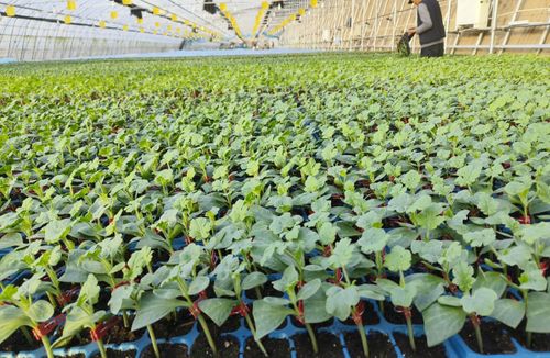 農(nóng)業(yè)新質(zhì)生產(chǎn)力看北京 京味農(nóng)產(chǎn)品搭上科技順風(fēng)車