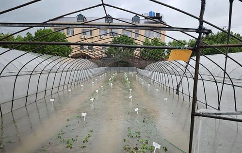 臺風災后蔬菜生產(chǎn)恢復技術指導與農(nóng)業(yè)科研支撐