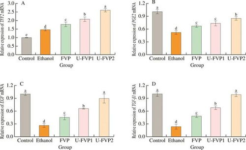 超聲改性提升金針菇多糖對GES-1細(xì)胞乙醇損傷的保護(hù)活性研究