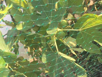 虎林窗臺遮陽網(wǎng)廠家 以腳踏實地精神推動農(nóng)業(yè)技術研究