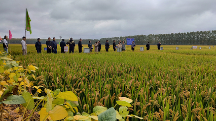 連云港 味“稻”里有多少科技含量？農業技術研究揭秘