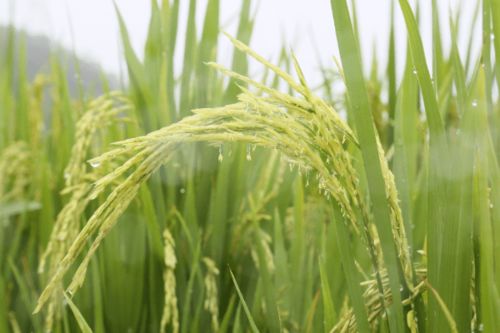 農科人員冒雨指導水稻生產，科技力量護航惠州糧食安全