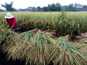 眉山職業(yè)技術(shù)學(xué)院科技賦能“一優(yōu)兩高”水稻競(jìng)賽，助推糧油供給側(cè)改革與農(nóng)業(yè)技術(shù)革新