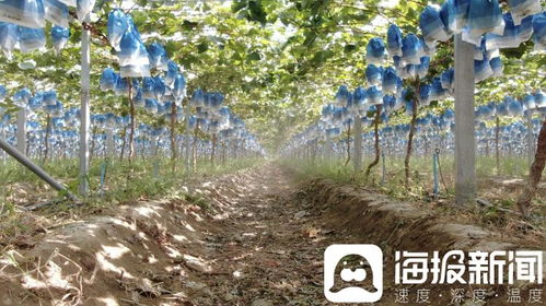 獨立調(diào)查 陽光玫瑰價格滑坡背后的技術(shù)革新與市場挑戰(zhàn)